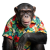 Monkey with Colourfull shirt PNG HD Images Free Download 2 Monkey with Colourfull shirt